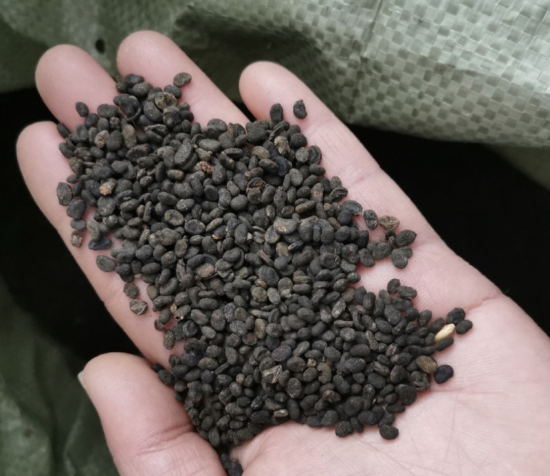 补骨脂，破骨脂，黑骨脂，颗粒饱满，过色选机无硫，有现货