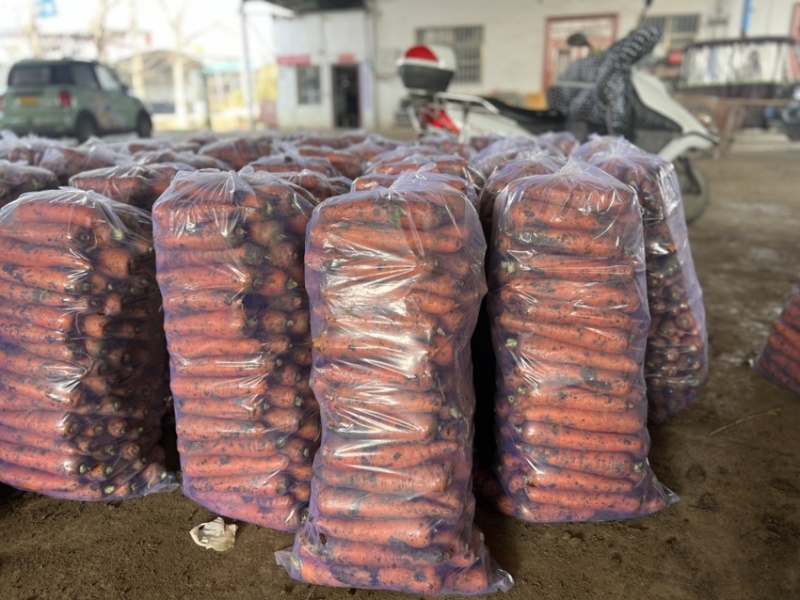 精品胡萝卜基地直供一手货源品质保证诚信经营