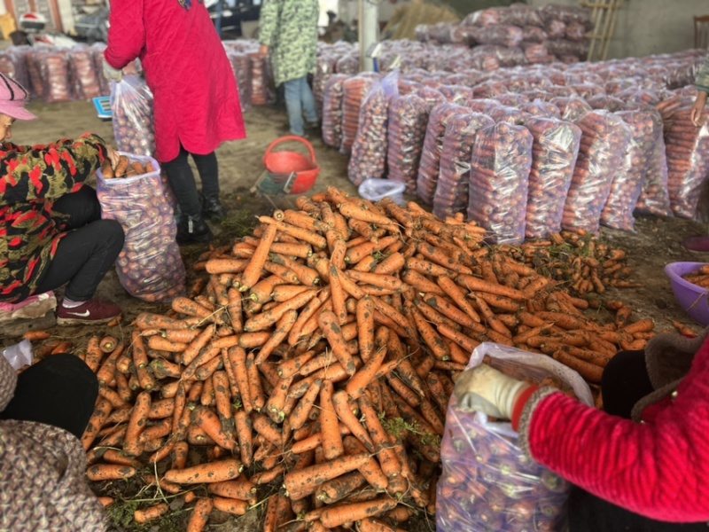 精品胡萝卜基地直供一手货源品质保证诚信经营