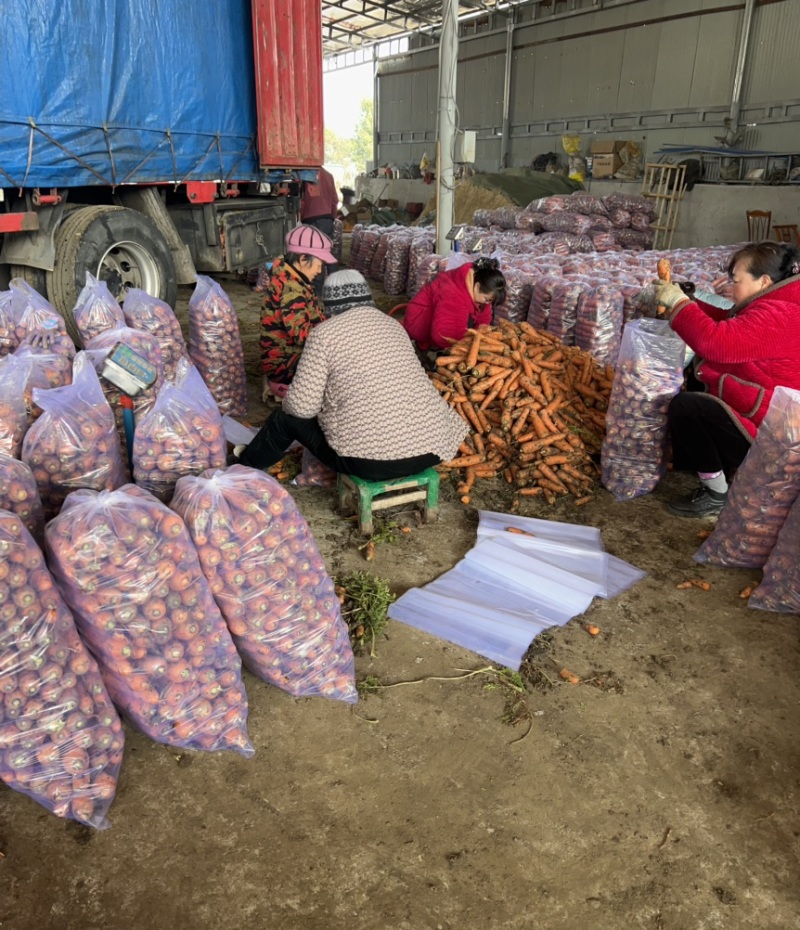 精品胡萝卜基地直供一手货源品质保证诚信经营