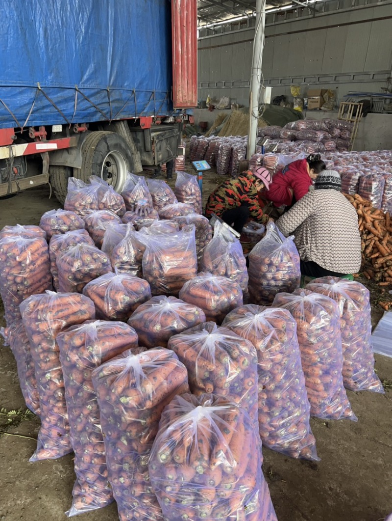 精品胡萝卜基地直供一手货源品质保证诚信经营