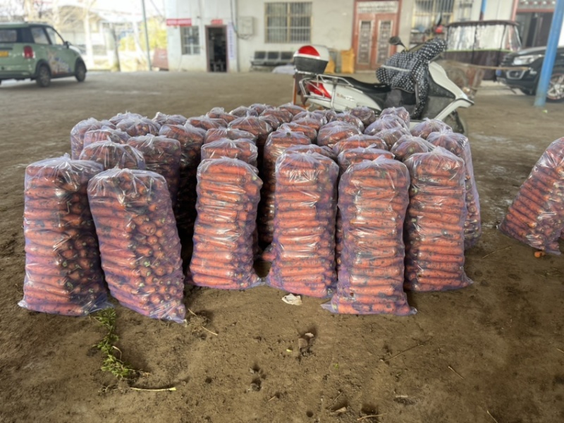 精品胡萝卜基地直供一手货源品质保证诚信经营