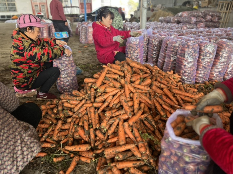 精品胡萝卜基地直供一手货源品质保证诚信经营