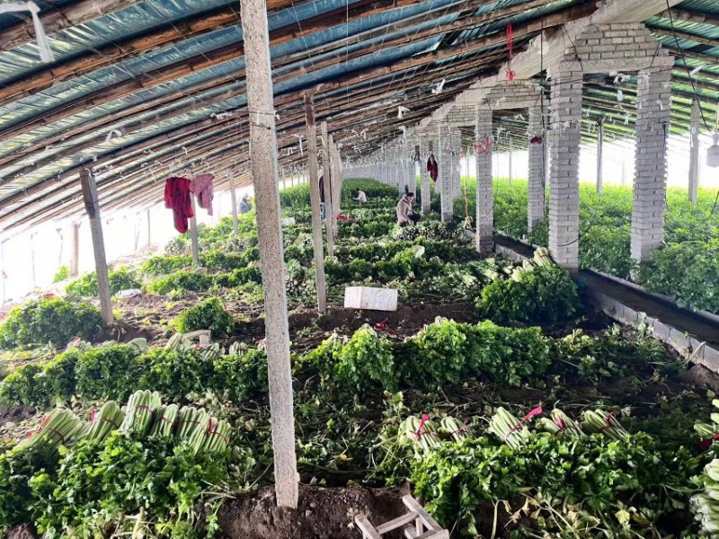 芹菜热卖中，可以电话咨询，价格可谈