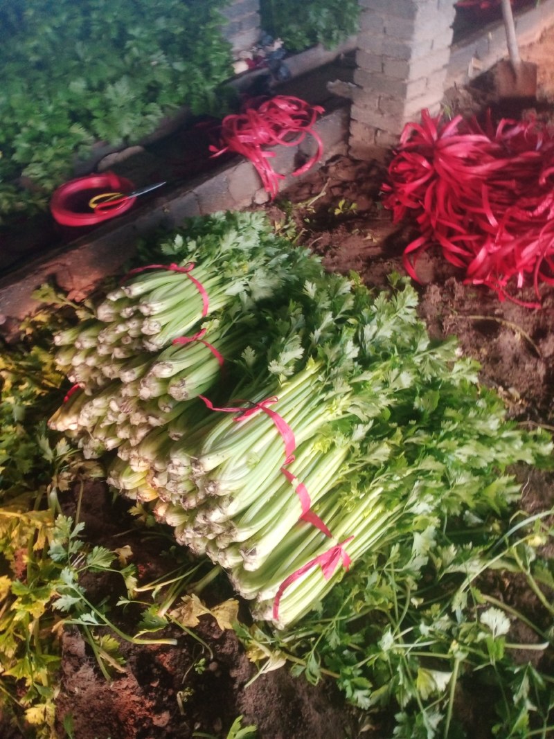 芹菜热卖中，可以电话咨询，价格可谈