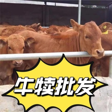 肉牛犊，鲁西黄牛犊，包成活，包回收，养殖没有后顾之忧