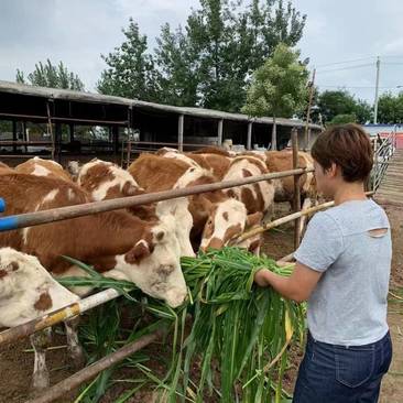 西门塔尔牛犊，包成活，包回收，肉牛犊养殖