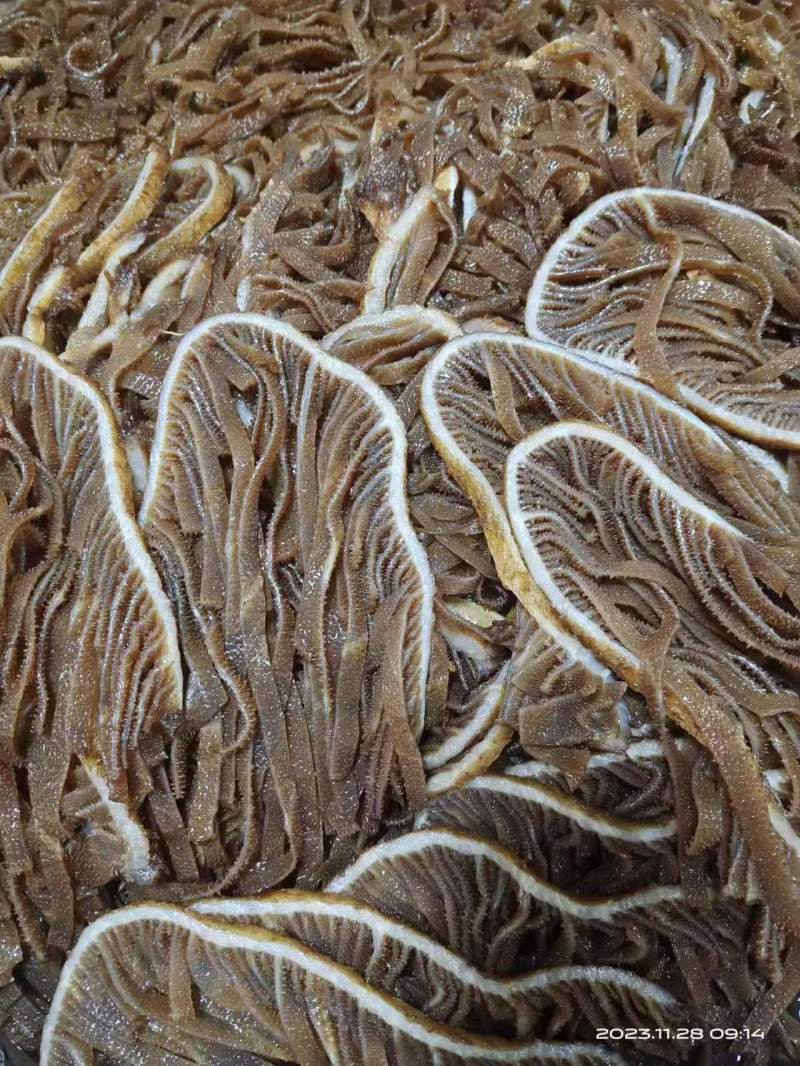 新鲜毛肚脆毛肚50斤1件牛百叶千层肚碎叶片火锅毛肚