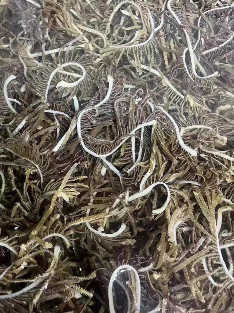 新鲜毛肚脆毛肚50斤1件牛百叶千层肚碎叶片火锅毛肚