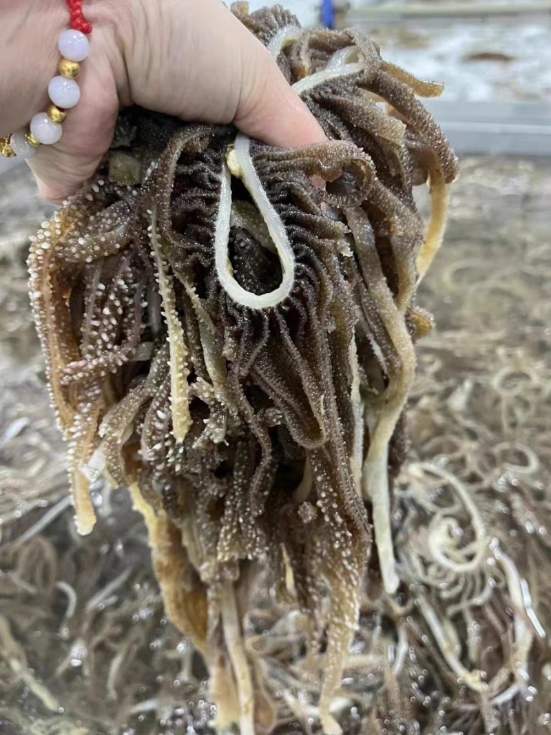 新鲜毛肚脆毛肚50斤1件牛百叶千层肚碎叶片火锅毛肚