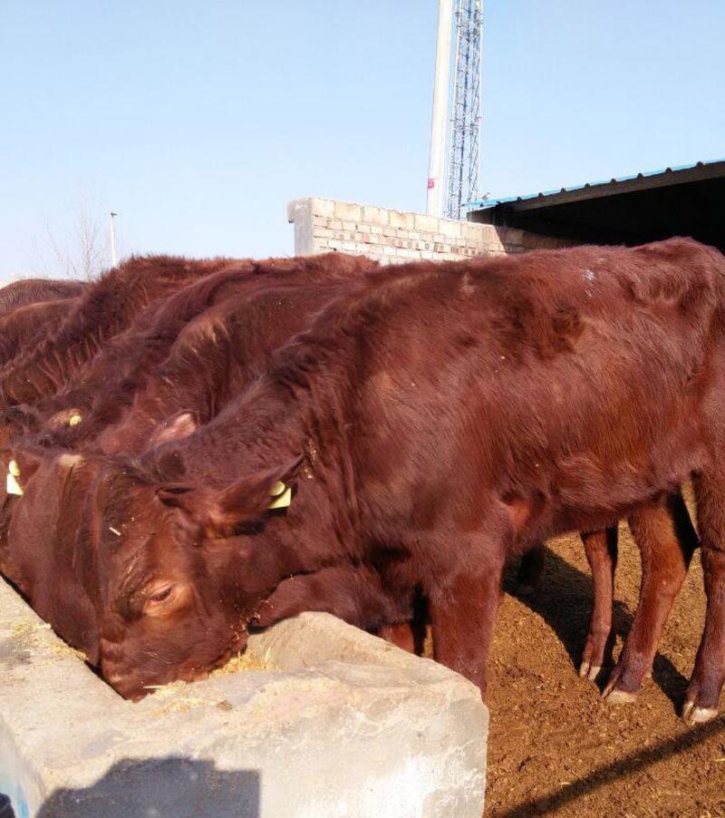 利木赞牛犊，牛苗，肉牛犊养殖