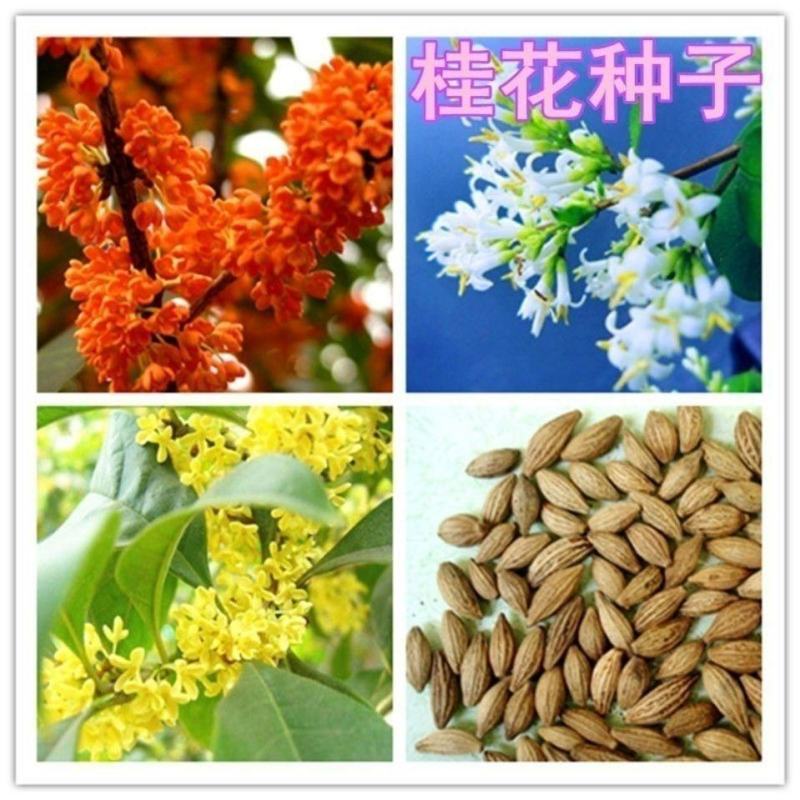 桂花种子金桂沉香八月桂花树种子桂花种籽四季盆栽阳台花