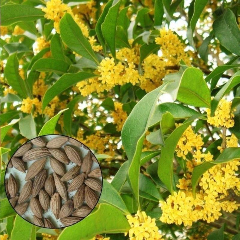 桂花种子金桂沉香八月桂花树种子桂花种籽四季盆栽阳台花