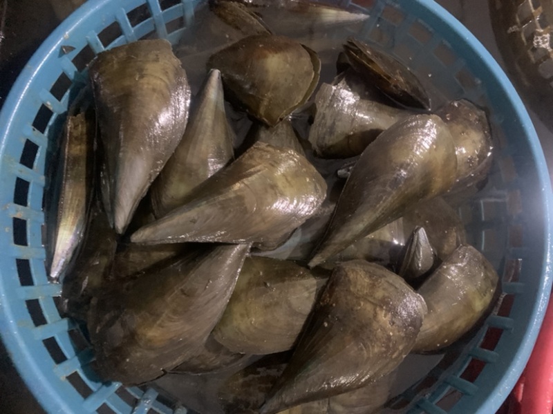 带子，又名绿贝，大中小规格，肉质肥美！粉丝带子