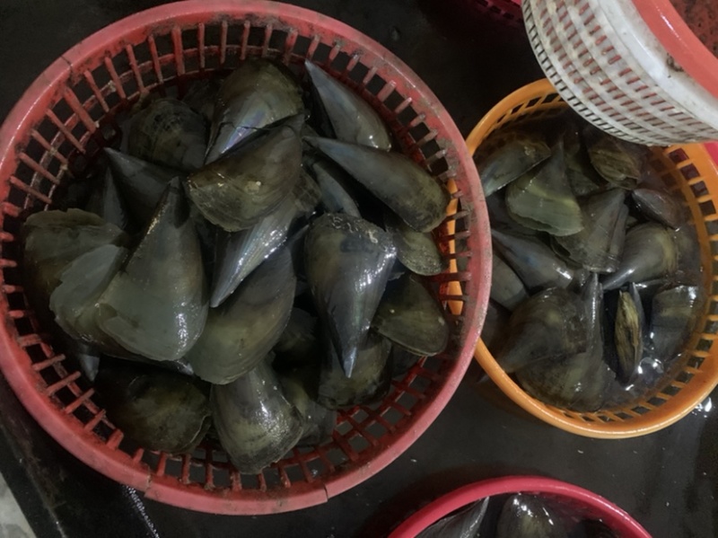 带子，又名绿贝，大中小规格，肉质肥美！粉丝带子