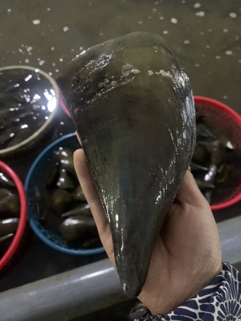 带子，又名绿贝，大中小规格，肉质肥美！粉丝带子