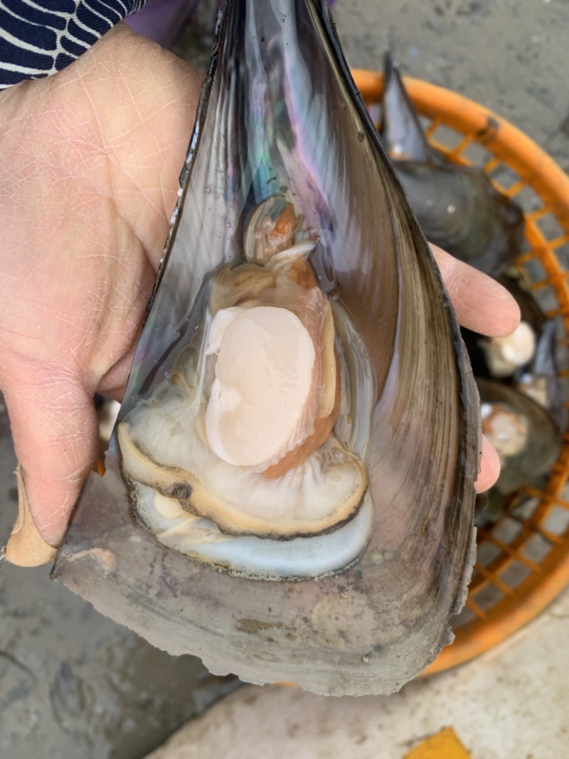 带子，又名绿贝，大中小规格，肉质肥美！粉丝带子
