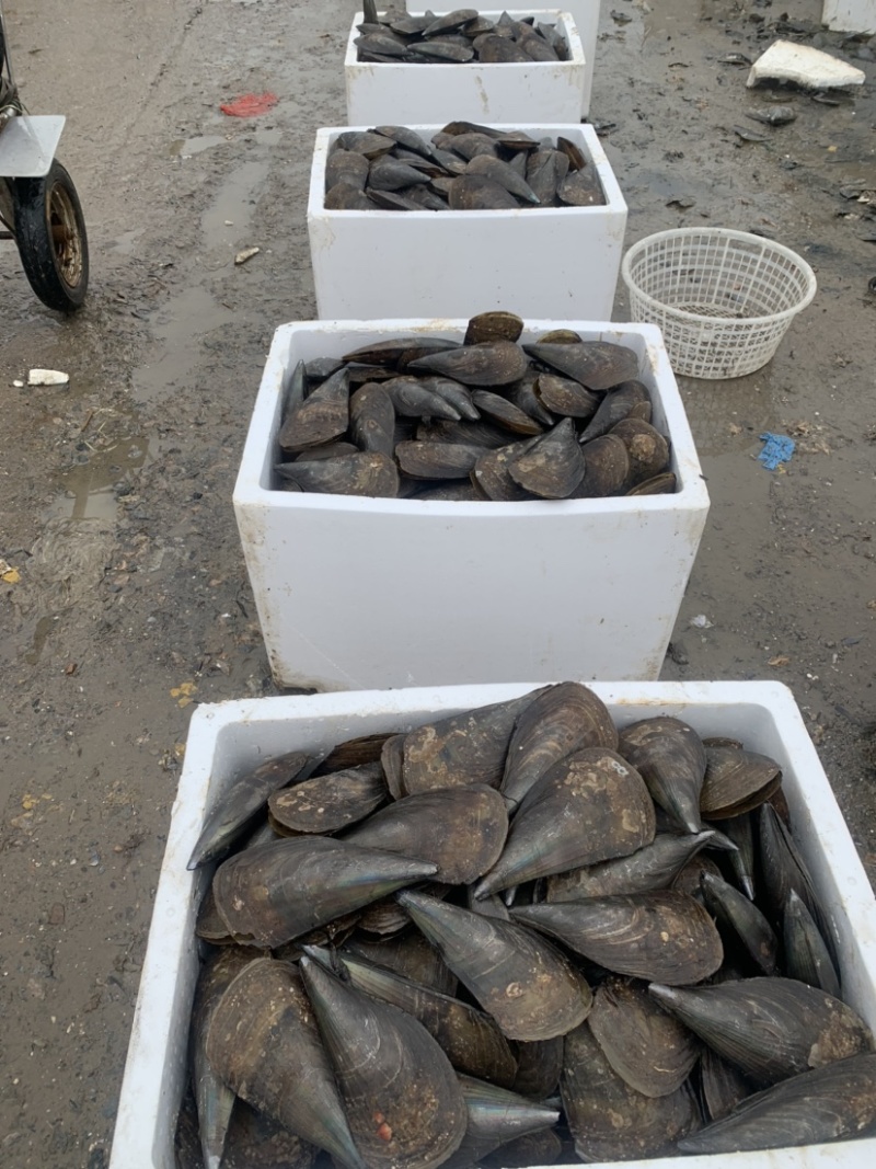 带子，又名绿贝，大中小规格，肉质肥美！粉丝带子