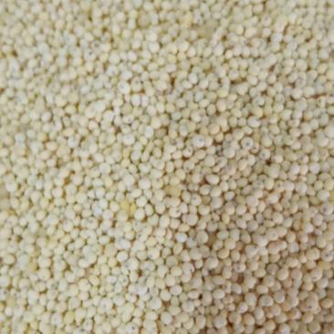 东北黍子-大黄米无杂质，粘度高支持批发零售欢迎采购