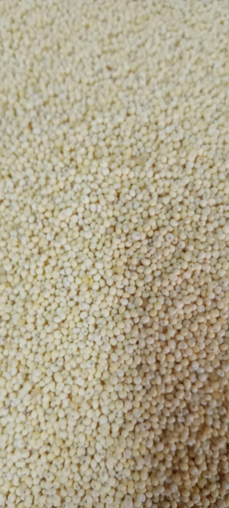 东北黍子-大黄米无杂质，粘度高支持批发零售欢迎采购