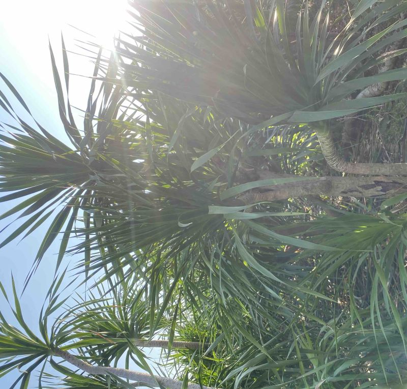 龙血老桩