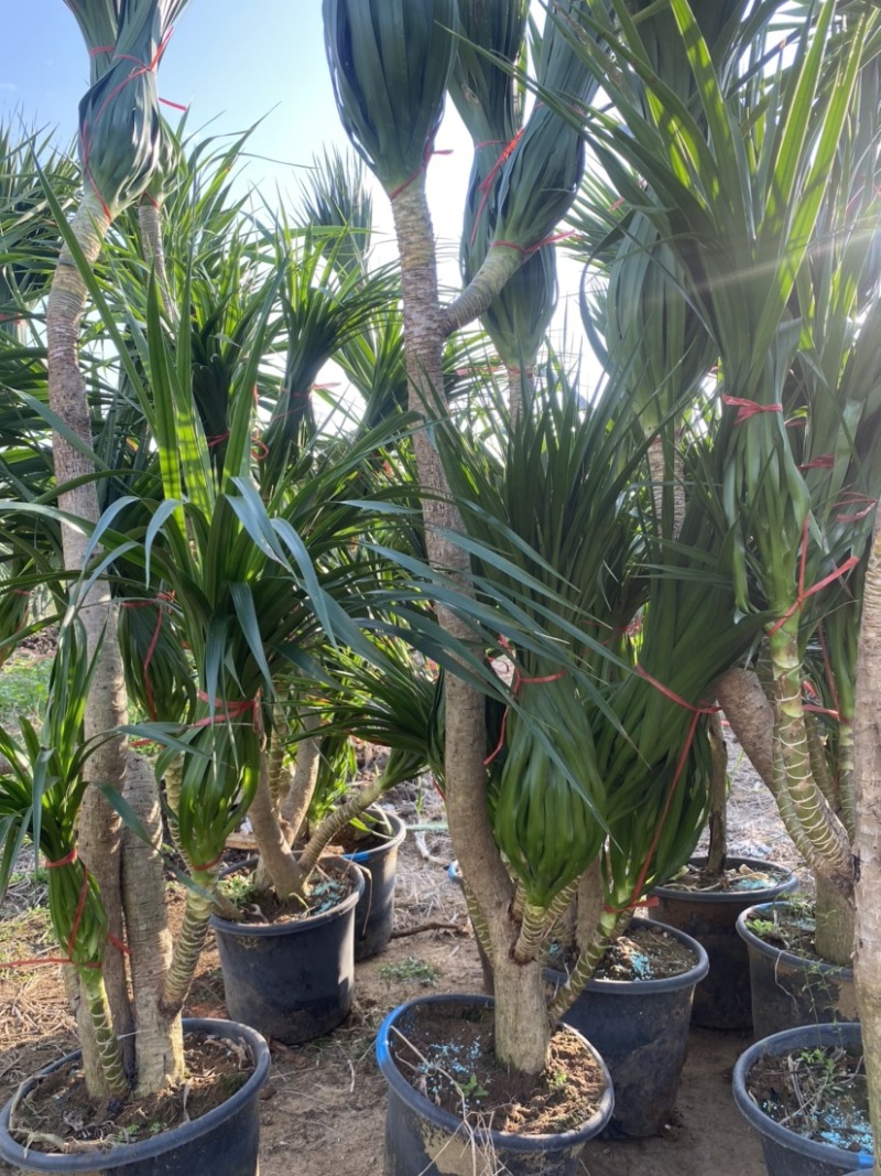 龙血老桩