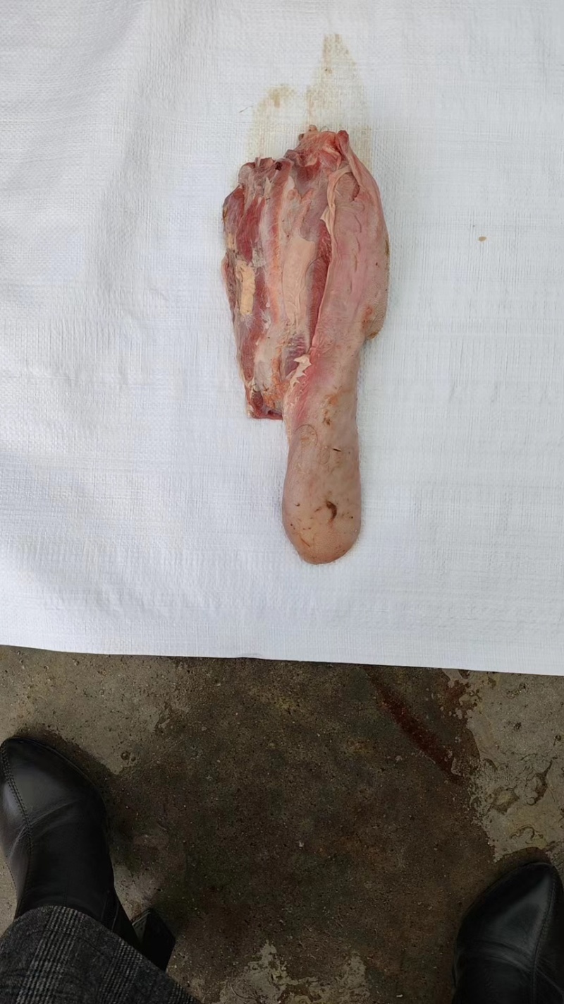 牛舌