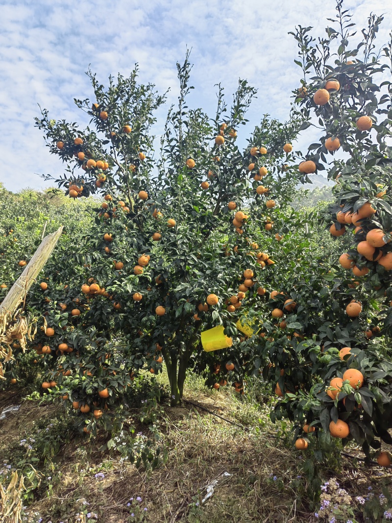 福建沃柑，品质保证，质量保证，价格美丽，欢迎联系