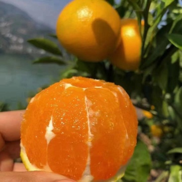 九月红果冻橙，现一场果园看货，看中那里摘那里，长虹纽荷尔
