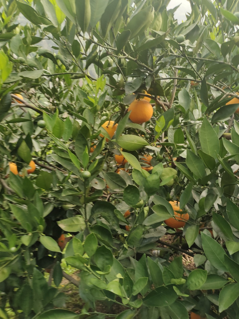 九月红果冻橙，现一场果园看货，看中那里摘那里，长虹纽荷尔
