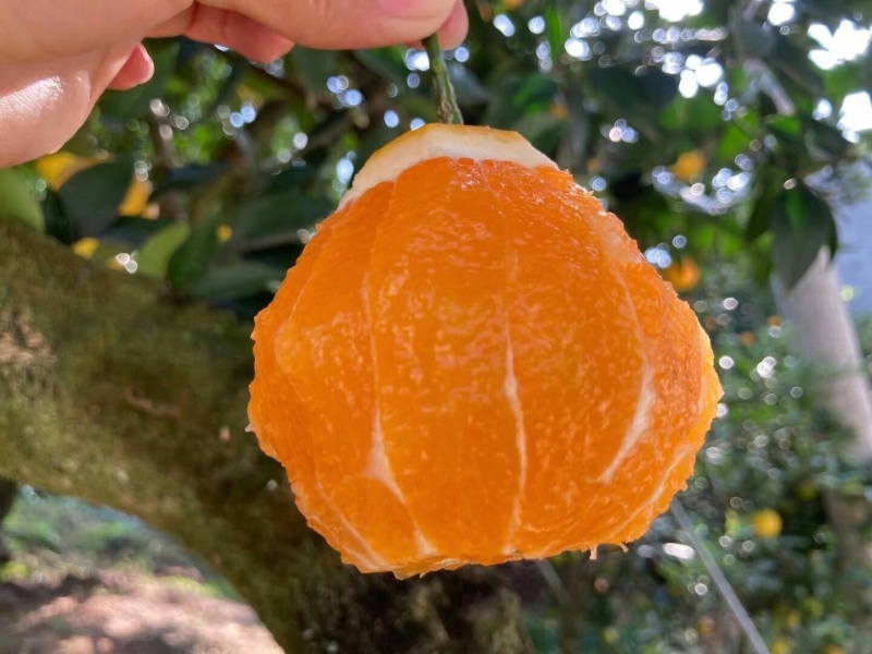 九月红果冻橙，现一场果园看货，看中那里摘那里，长虹纽荷尔