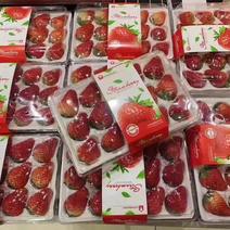 【宁玉草莓】颗颗精选规格齐全货量稳定来电洽谈市场商超电商