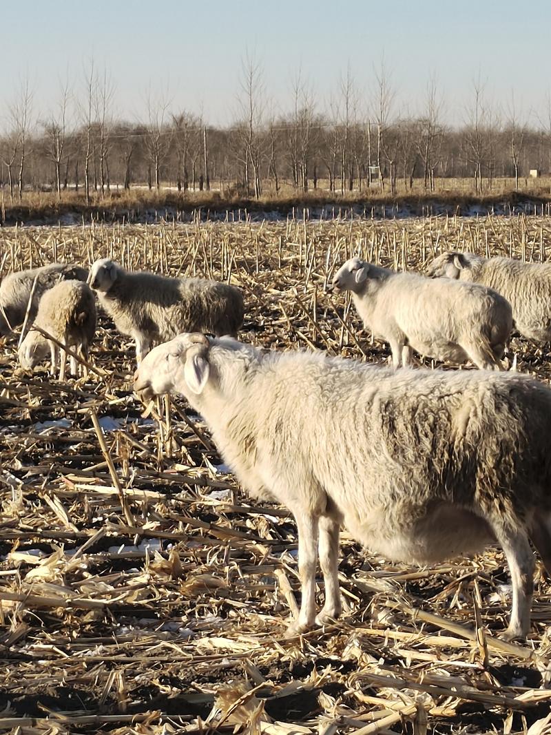【绵羊】吉林白城产地直供育肥羊大量有货量大从优电联优惠