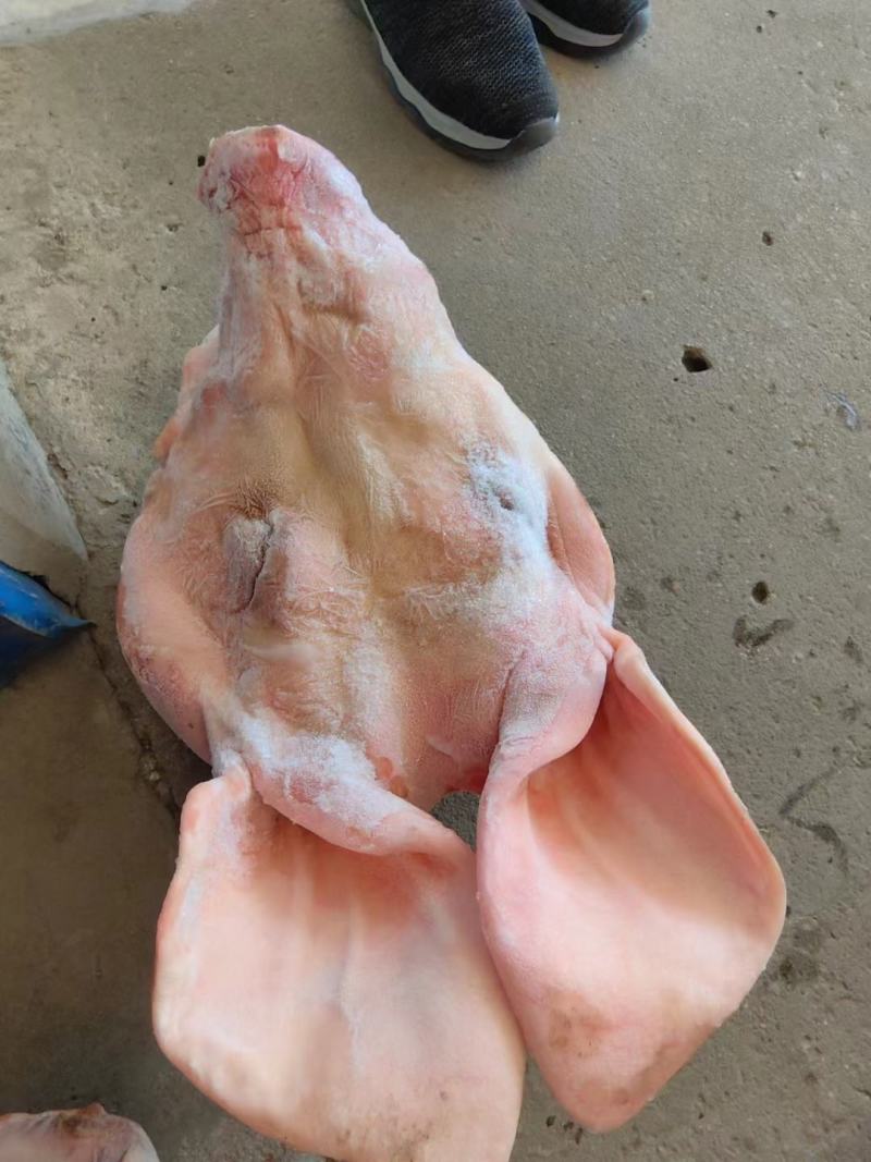 精品小猪头