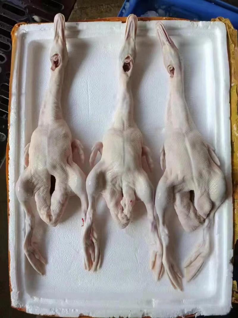 脆皮烤乳鸭专用乳鸭(BB鸭):0.9到1.2斤/只