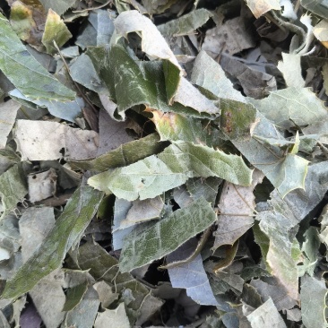 淫羊藿新货重庆巫山关书药业批发中药材