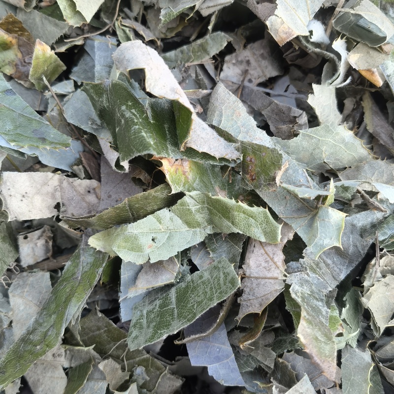 淫羊藿新货重庆巫山关书药业批发中药材