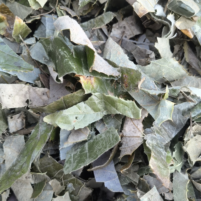 淫羊藿新货重庆巫山关书药业批发中药材
