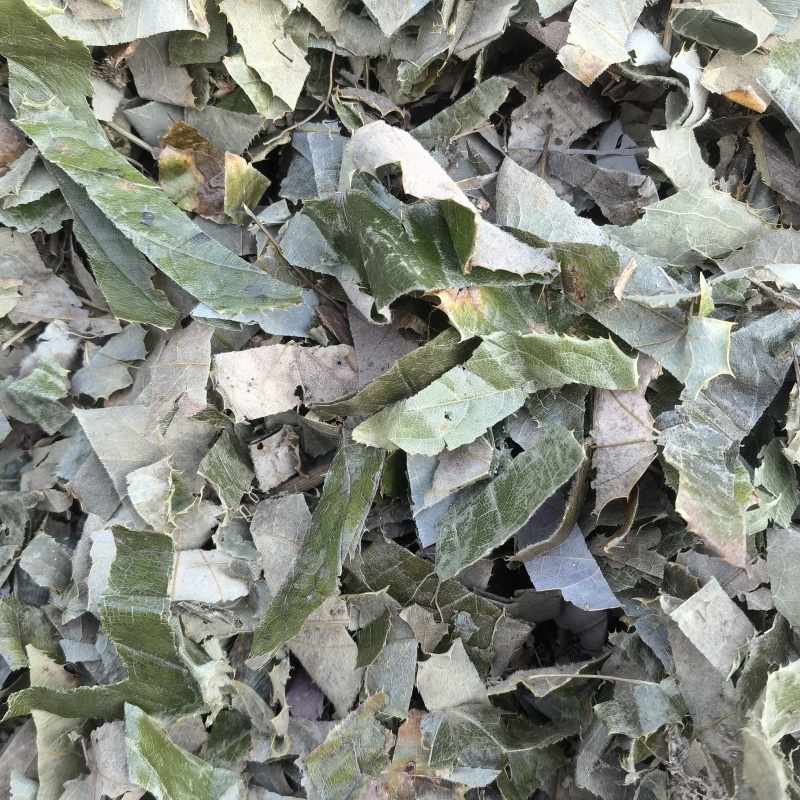 淫羊藿新货重庆巫山关书药业批发中药材