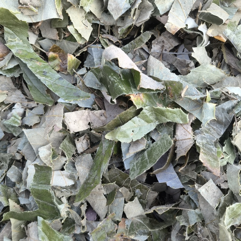 淫羊藿新货重庆巫山关书药业批发中药材