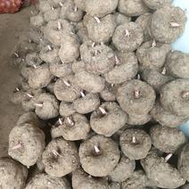 贵州魔芋，一斤以上无腐烂破烂，泥土根须干净，表皮干燥。