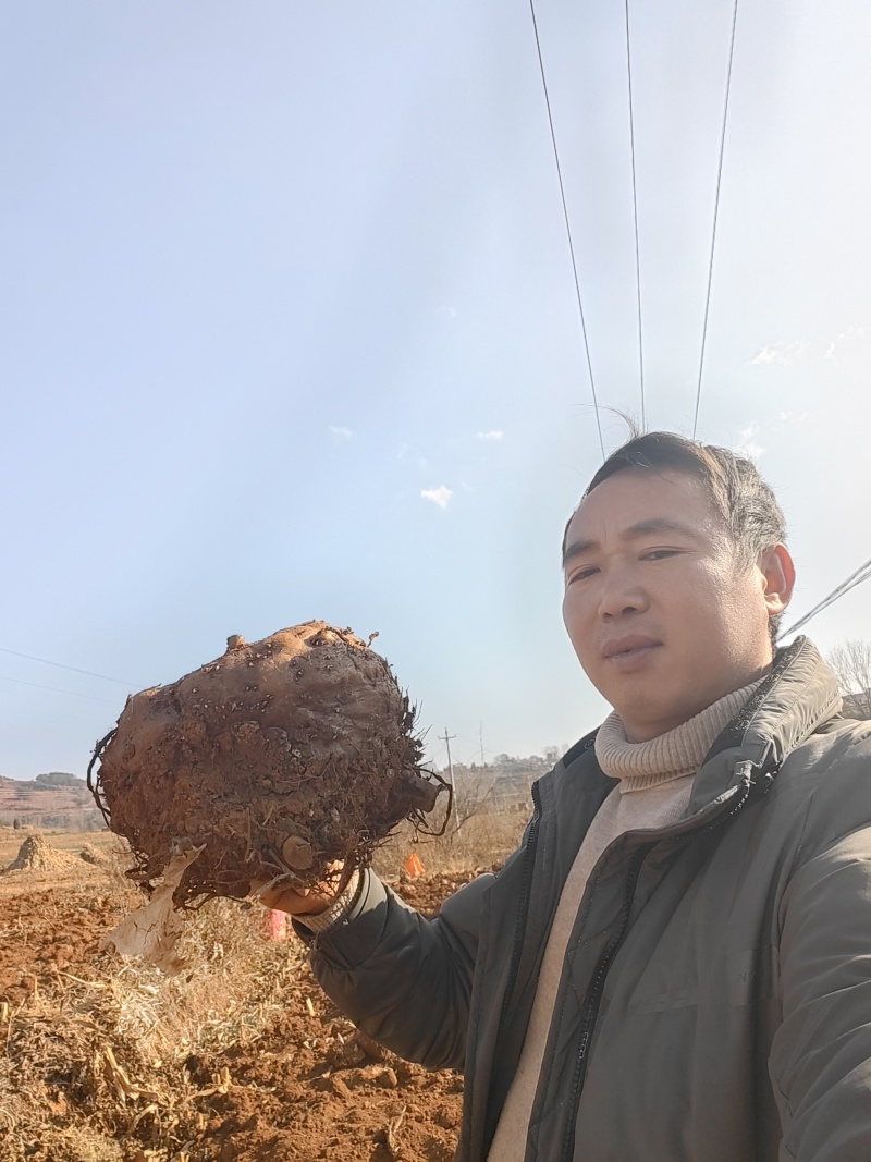 贵州魔芋，一斤以上无腐烂破烂，泥土根须干净，表皮干燥。