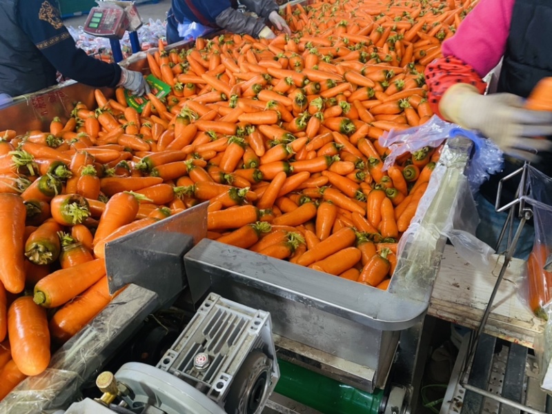 通许精品胡萝卜基地直供对接各大市场电商平台需要联系
