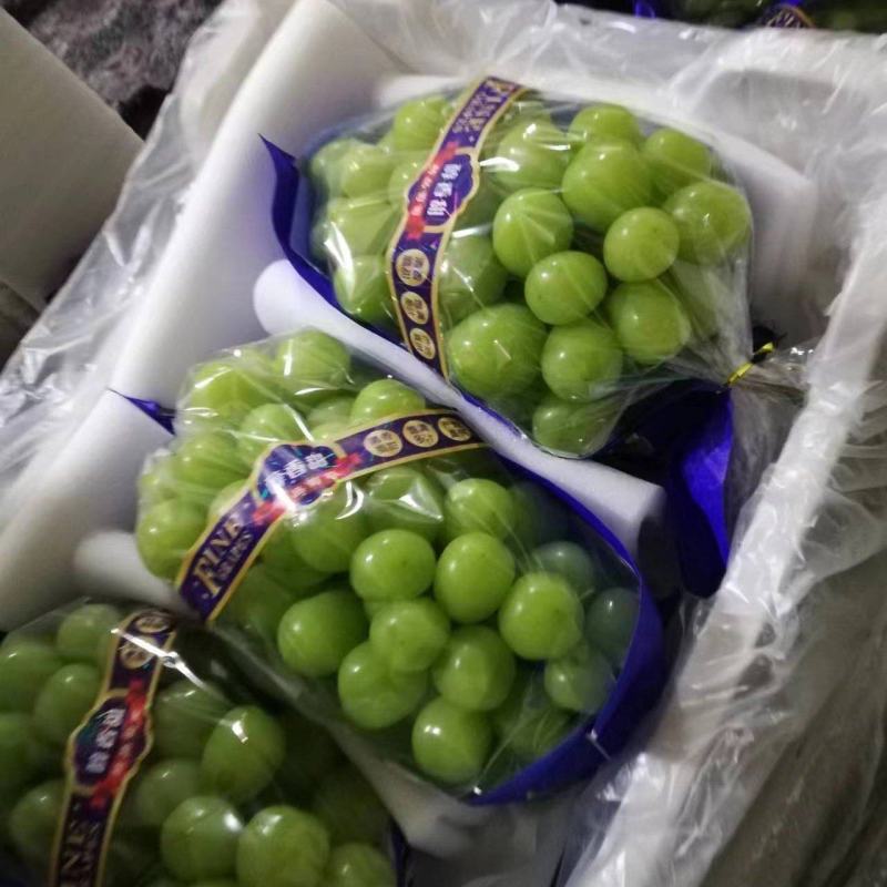 阳光玫瑰葡萄晴王葡萄山西精品货源量大从优欢迎电联采购
