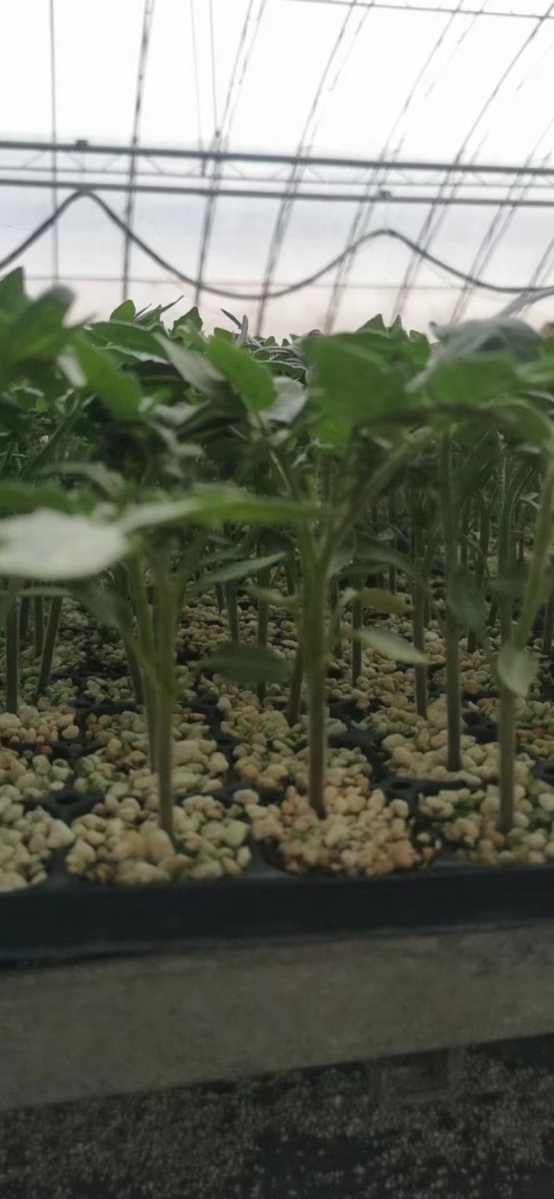 【西红柿苗】硬粉西红柿苗硬度好耐运输高抗病毒