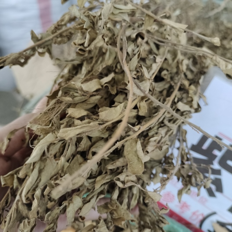 批发紫背金牛金不换