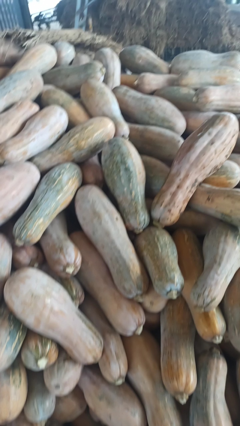 湖北嘉鱼南瓜养殖南瓜次品南瓜加工厂南瓜喂虫