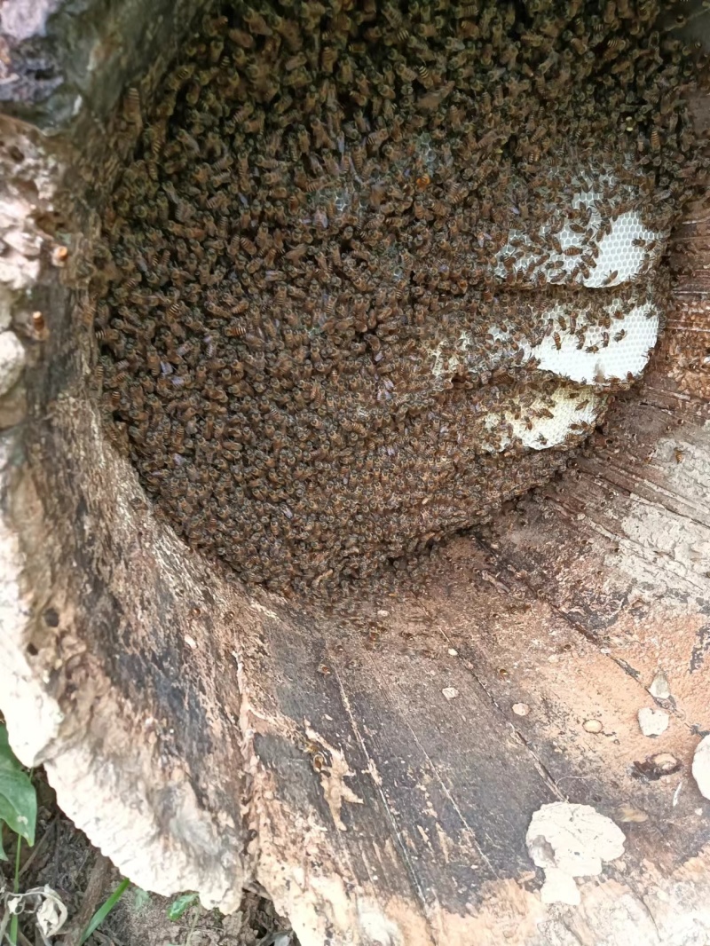 自产自销农家蜂蜜百花蜜天然优质食用