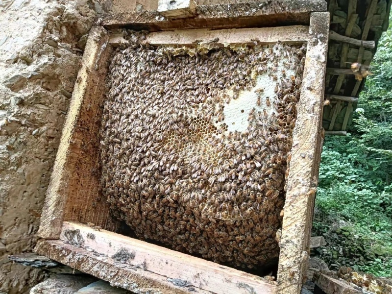 自产自销农家蜂蜜百花蜜天然优质食用