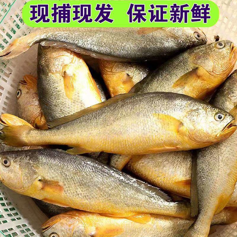 【厂家直】【产地直】老式手工冰糖冬瓜条冬瓜丁包邮